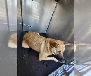 German Shepherd Dog-Unknown Mix Dogs for adoption in San Antonio, TX, USA