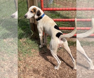 Jay: At shelter - Male Mutt Dog for Adoption - Photo #8