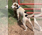 Small Photo #8 Mutt Puppy For Sale in Rustburg, VA, USA