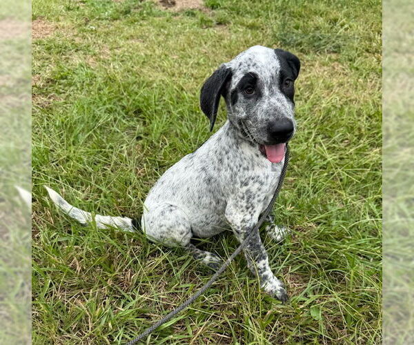 Medium Photo #2 Pointer-Unknown Mix Puppy For Sale in Tarrytown, GA, USA
