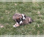 Small #14 Alaskan Husky-Saint Bernard Mix