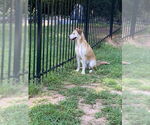 Small #8 Alaskan Malamute-German Shepherd Dog Mix