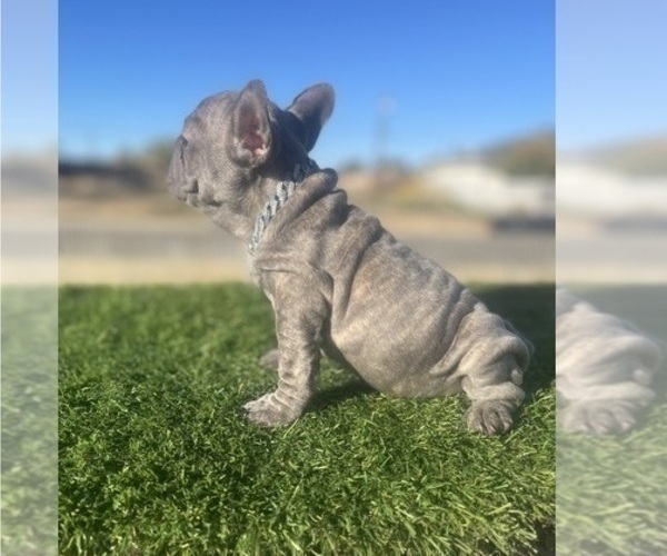 Medium Photo #8 French Bulldog Puppy For Sale in LAS VEGAS, NV, USA