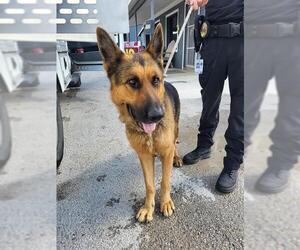 German Shepherd Dog Dogs for adoption in San Antonio, TX, USA