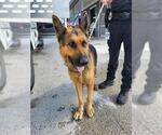 Small German Shepherd Dog
