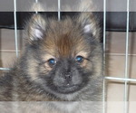 Small Photo #4 Pomeranian Puppy For Sale in ORO VALLEY, AZ, USA