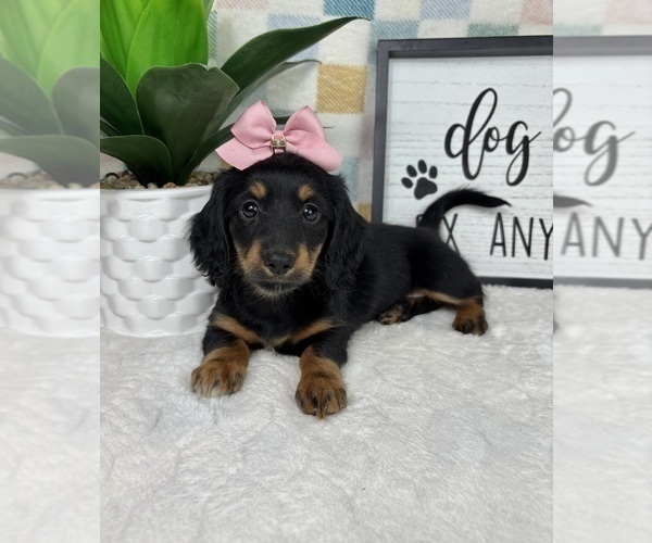 Medium Photo #4 Dachshund Puppy For Sale in FRANKLIN, IN, USA