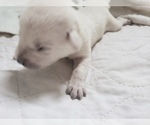 Small #71 Labrador Retriever
