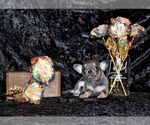 Small Photo #10 Chihuahua Puppy For Sale in CHARLESTON, AR, USA