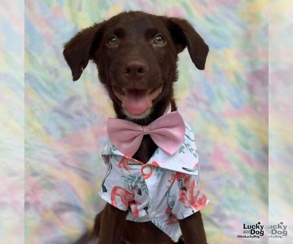 Medium Photo #3 Labrador Retriever-Unknown Mix Puppy For Sale in Washington, DC, USA
