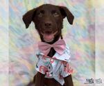 Small #2 Labrador Retriever Mix
