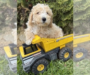 Bichpoo Puppy for sale in MIDDLEBURY, IN, USA