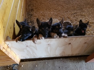 German Shepherd Dog Puppy for sale in RONKS, PA, USA