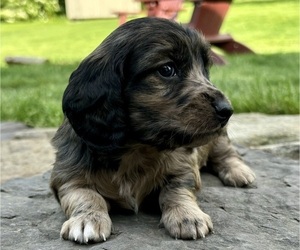 Dachshund Puppy for Sale in JOHNSTOWN, Pennsylvania USA