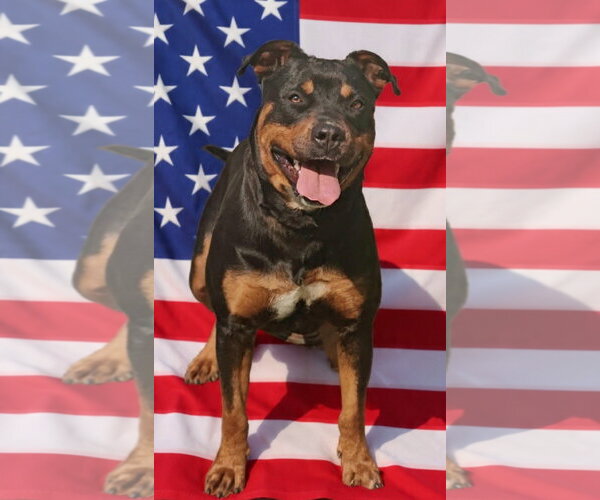 Medium Photo #7 Rottweiler-Unknown Mix Puppy For Sale in Talladega, AL, USA