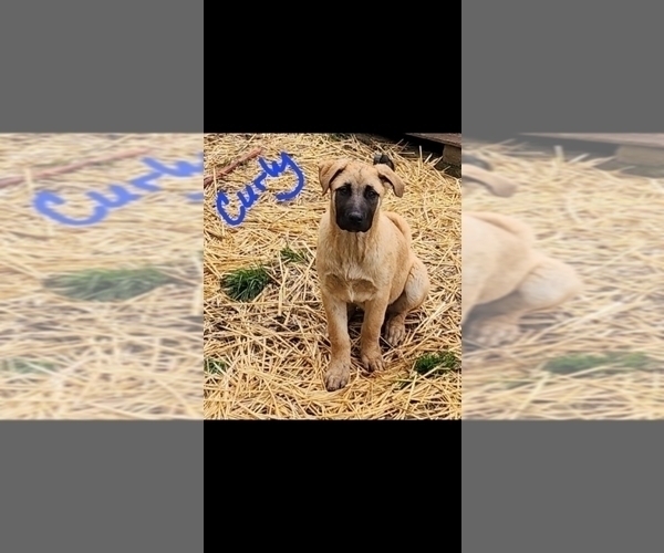 Medium Photo #2 Akita-German Shepherd Dog Mix Puppy For Sale in GRANTS PASS, OR, USA