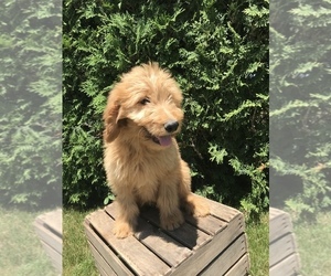 Goldendoodle Puppy for sale in GOSHEN, IN, USA