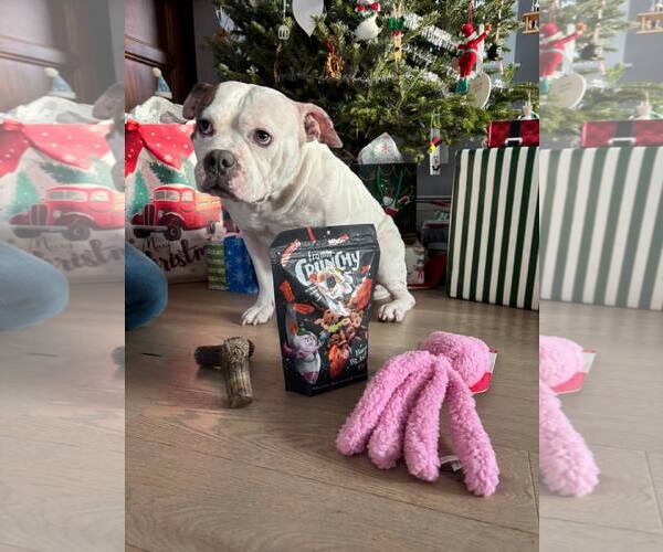 Medium Photo #5 Mutt Puppy For Sale in Catasauqua, PA, USA