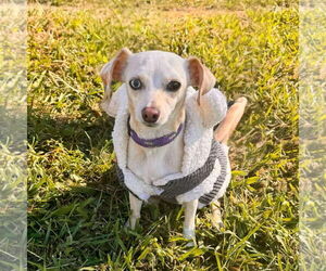 Chihuahua-Unknown Mix Dogs for adoption in Bristol, CT, USA