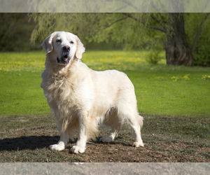 Father of the Golden Retriever puppies born on 12/21/2023