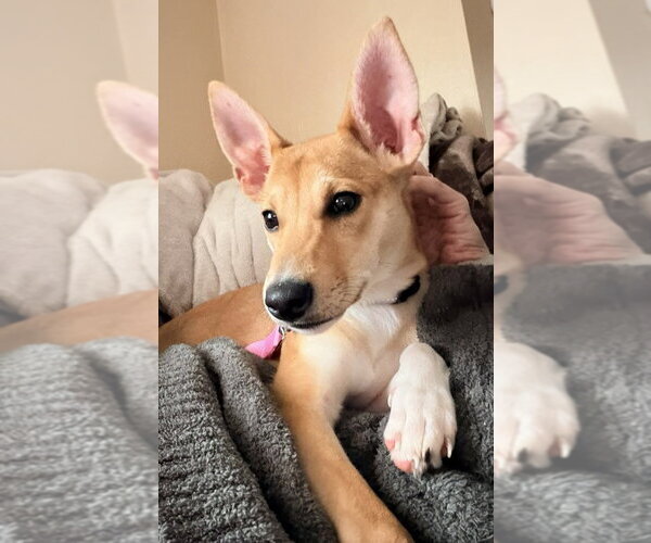 Medium Photo #4 Mutt Puppy For Sale in Springdale, PA, USA