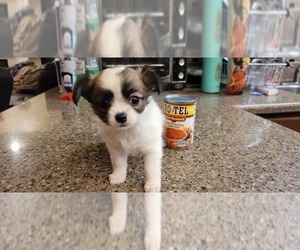 Chihuahua Puppy for Sale in OVIEDO, Florida USA