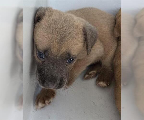 Medium Photo #1 Mutt Puppy For Sale in Houston, TX, USA