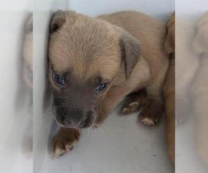 Mutt Dogs for adoption in Houston, TX, USA