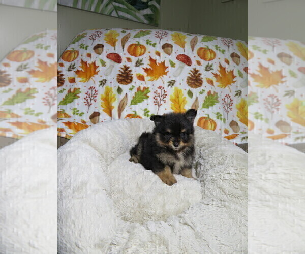Medium Photo #4 Pomeranian Puppy For Sale in COOKEVILLE, TN, USA