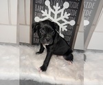 Puppy Doc Boxer