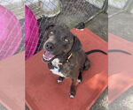 Small Photo #3 Labrador Retriever-Unknown Mix Puppy For Sale in Rockaway, NJ, USA