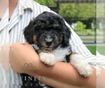 Small #4 Bernedoodle (Miniature)