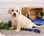 Small #1 Labrador Retriever