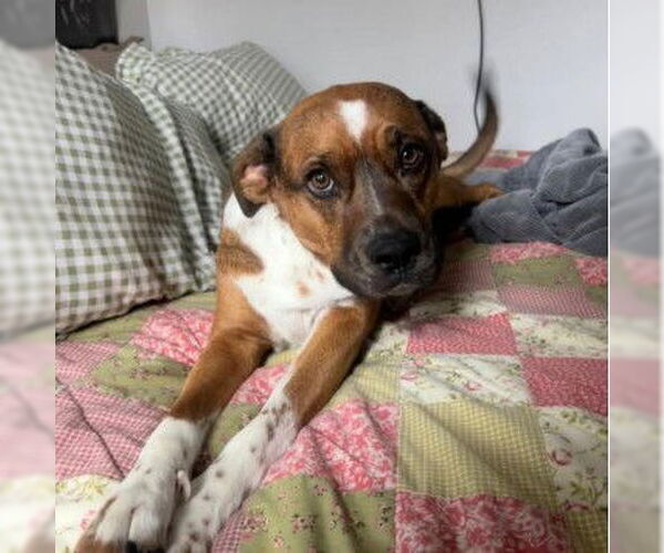 Medium Photo #3 Boxer-Unknown Mix Puppy For Sale in Chandler, AZ, USA