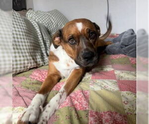 LUCY #16 - Female Boxer-Unknown Mix Dog for Adoption - Photo #3