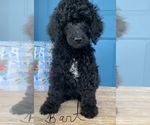 Small Photo #3 Poodle (Standard) Puppy For Sale in WICHITA FALLS, TX, USA