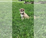 Small #1 Alaskan Klee Kai-Pomeranian Mix