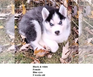 Siberian Husky Puppy for sale in KENNEWICK, WA, USA