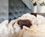 Puppy Dark blue Puppy Chesapeake Bay Retriever