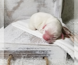 Cocker Spaniel Puppy for sale in TERRY, MS, USA