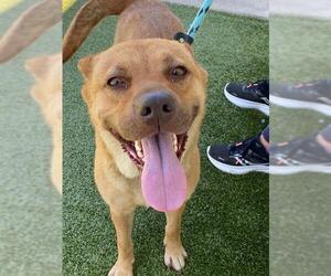 Labrador Retriever Dogs for adoption in Fayetteville, NC, USA