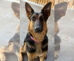 Small #12 German Shepherd Dog Mix