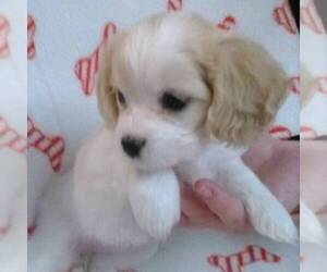 Cavachon Puppy for sale in GALLATIN, MO, USA