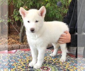 Siberian Husky Puppy for sale in BUELLTON, CA, USA
