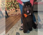 Small Photo #1 Labradoodle Puppy For Sale in COTTONWOOD, AL, USA