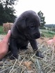 Small Photo #1 Labrador Retriever Puppy For Sale in RAPID CITY, SD, USA