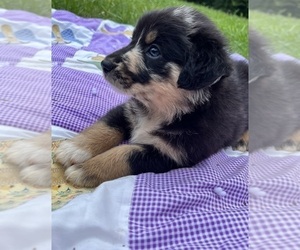 Medium Australian Shepherd