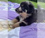 Puppy Tinkerbell Australian Shepherd