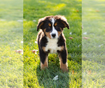 Small Photo #8 Bernese Mountain Dog Puppy For Sale in SHIPSHEWANA, IN, USA