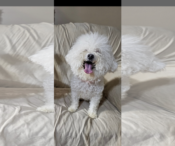 Medium Photo #5 Bichon Frise Puppy For Sale in Rockaway, NJ, USA